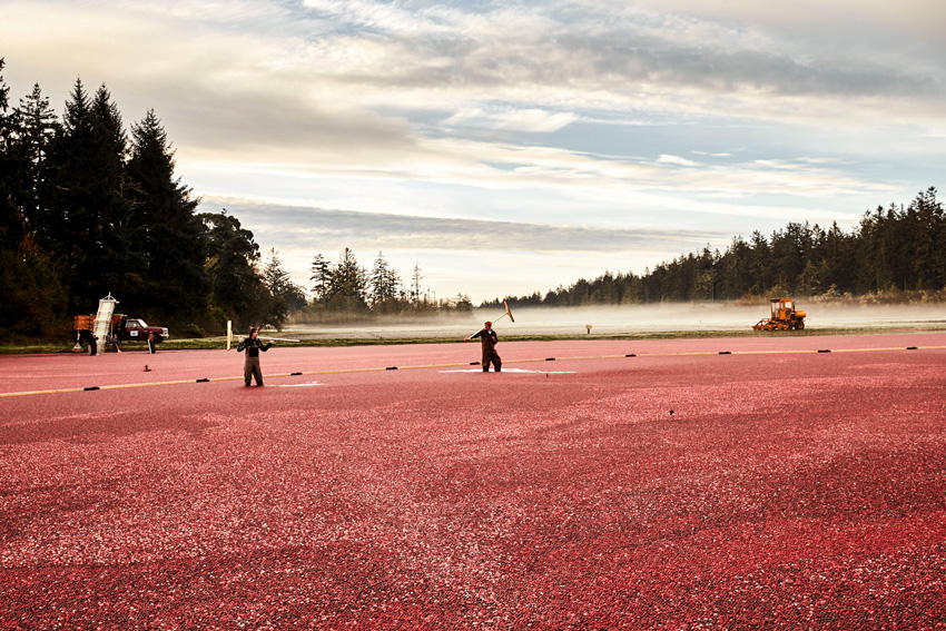 Odyssea - Ocean Spray - premiere cooperative fruitiere - 1 Odyssea - Ocean Spray - premiere cooperative fruitiere - 1