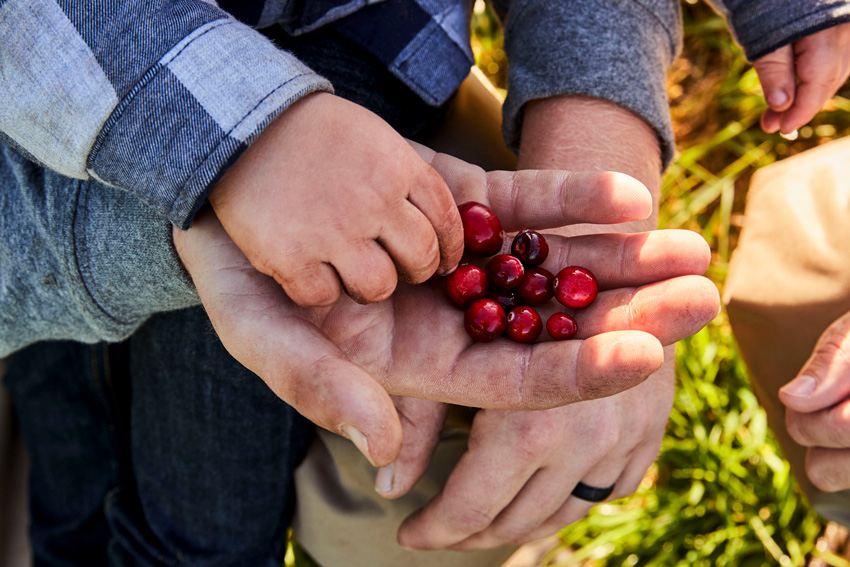 Odyssea - Ocean Spray - premiere cooperative fruitiere - 4