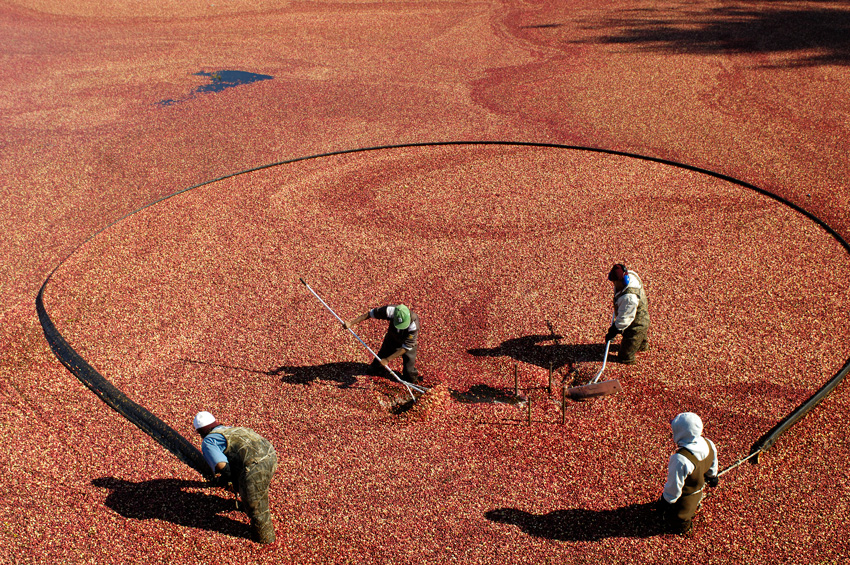 Odyssea - Ocean Spray - premiere cooperative fruitiere - 5